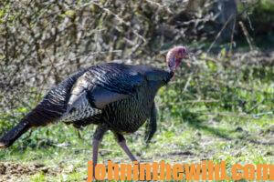 A turkey walks across an open area