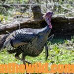 Hunting Turkeys That Won’t Gobble Day 5: Learn How Top Turkey Hunters Take Turkeys