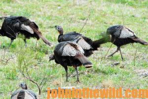 Hens in the field