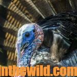 Become a Master Turkey Hunter with Knight & Hale Founder Harold Knight