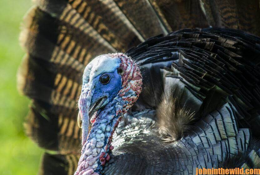 Up close look at a turkey