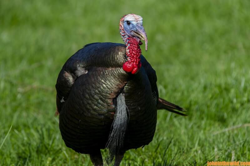 A turkey in the field