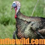 Harold Knight and David Hale on Taking Turkeys Day 3: Tactics for Hunting Mid-Morning Turkeys