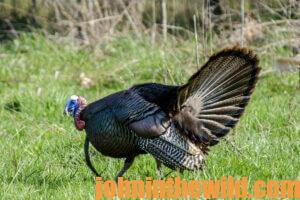 A turkey in the field