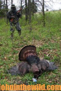 A hunter with a downed gobbler