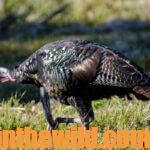Learn How to Call Wild Turkeys Day 3: More Wild Turkey Calls