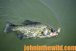 A crappie being reeled in on a hook