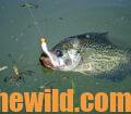 A crappie on a hook