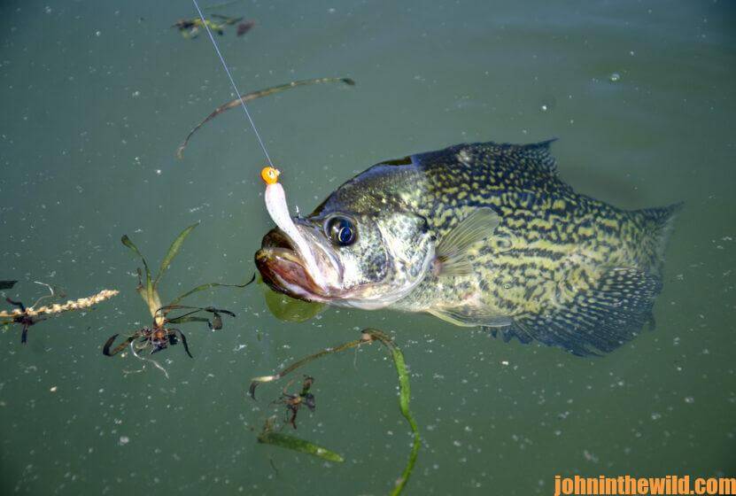 How to Catch Crappie and Bass Year-Round Day 2: Learning to