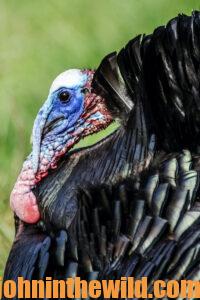 Up close look at a turkey