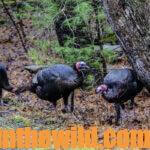 Stay or Run & Gun When Turkey Hunting Day 1: How to Stay Put on Turkeys