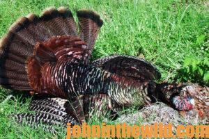 A downed gobbler
