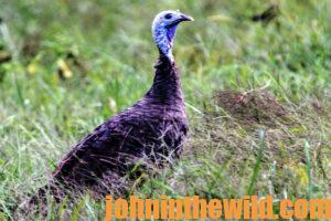 a turkey in the field