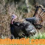 Stay or Run & Gun When Turkey Hunting Day 3: Why to Stay Put for Turkeys