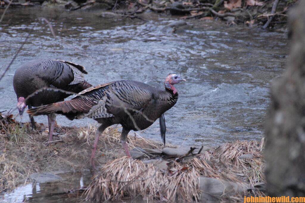 Some turkeys wait by a river