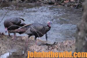 Some turkeys wait by a river