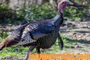 A turkey in the field 