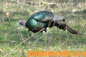 A turkey in the field