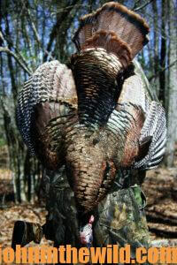 A hunter retrieves his downed gobbler