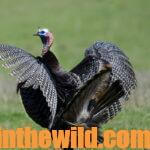 How to Run Tom Turkeys Down: Stay or Run & Gun When Turkey Hunting