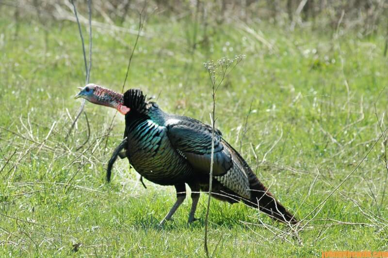 A turkey in the field