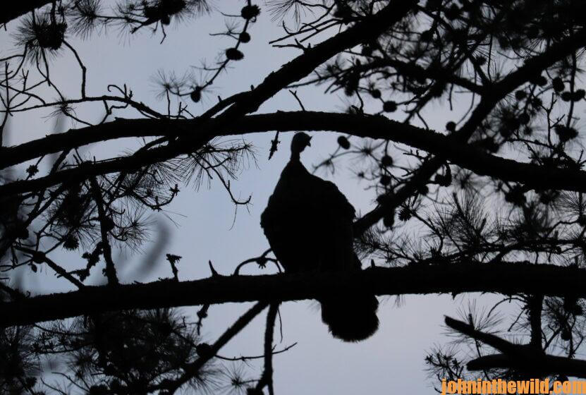 A turkey perched in a tree