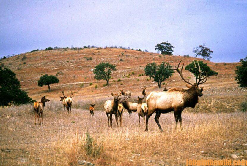 A field of elk.