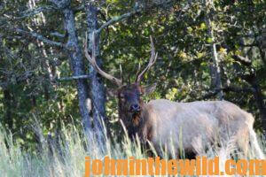 An elk focused on an object in the wild