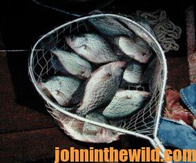 Crappie caught while nighttime fishing