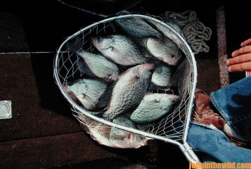 Crappie caught while nighttime fishing