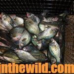 Catching Hot Weather Crappie after Dark Day 5: What You Can Use to Attract Nighttime Crappie