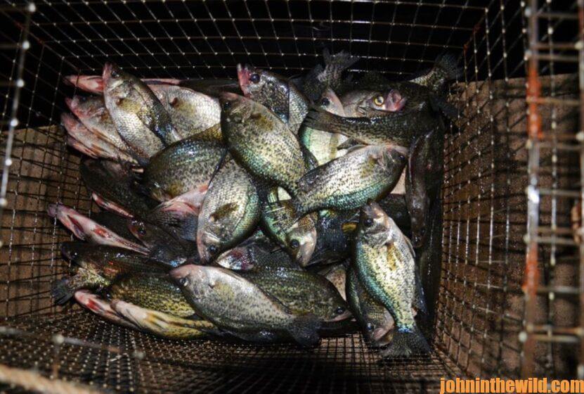 Catching Hot Weather Crappie after Dark Day 5: What You Can Use to Attract Nighttime  Crappie - John In The WildJohn In The Wild