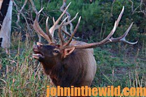 An elk communicating in the wild.