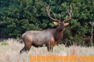 An elk, paused in a field.