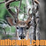 Summertime Scouting for Deer Day 5: Use Mineral Licks for Preseason Deer Scouting