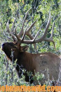 An elk in the wild.