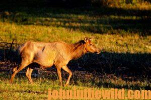 An elk investigating something close by.