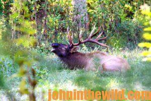 An elk making noise admits. trees