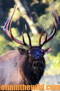Close up of an elk in the wild