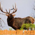 Getting Ready for Elk Season Day 4: J. R. Keller Takes Big Bull Elk