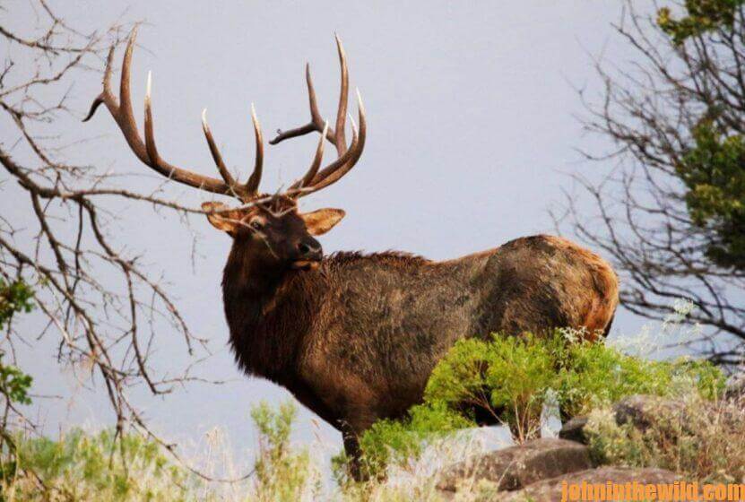 An elk alone in the wild.