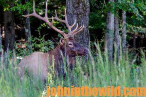 An elk looking into the distance.