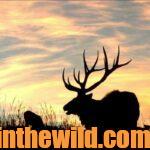Where Elk Are Today in the East Day 4: Elk Today – West Virginia & Wisconsin