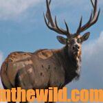 What’s Elk Hunting About Day 4: Corky Richardson – Elk Hunting Buddies