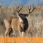 Top Mule Deer Hunters Tell All Day 4: Karl Badger – Wilderness Mule Deer Hunts
