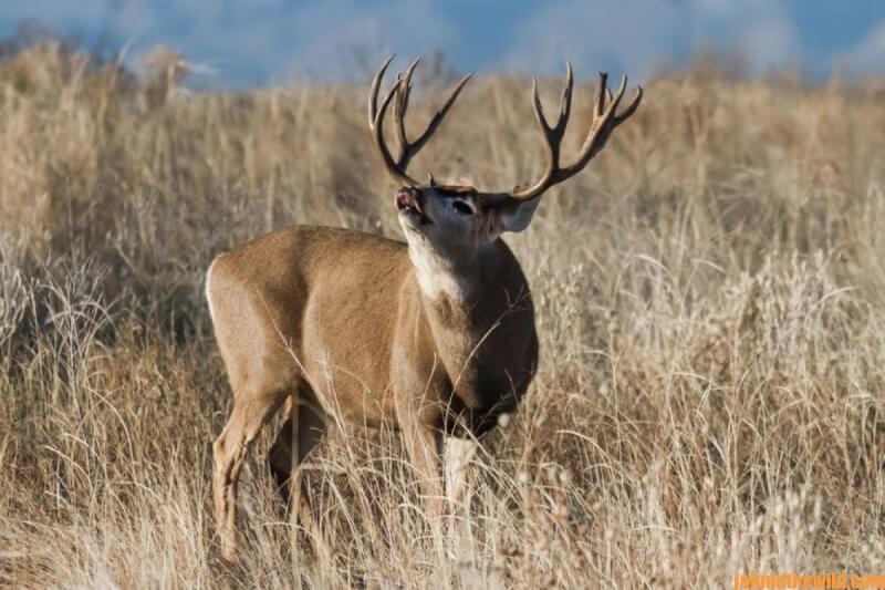Top Mule Deer Hunters Tell All Day 4: Karl Badger – Wilderness Mule ...
