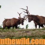 What’s Elk Hunting About Day 2: Ronnie Strickland Bowhunts Public Land Elk