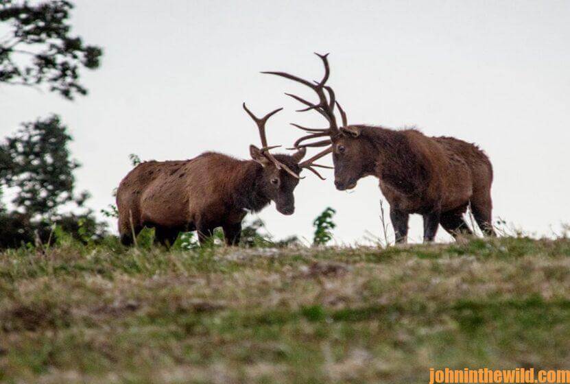 Two elk in the wild