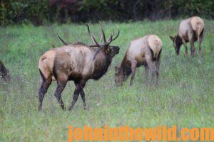 Elk in the wild