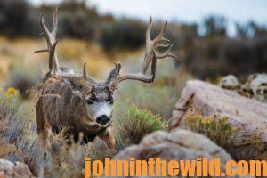 A mule deer in the wild